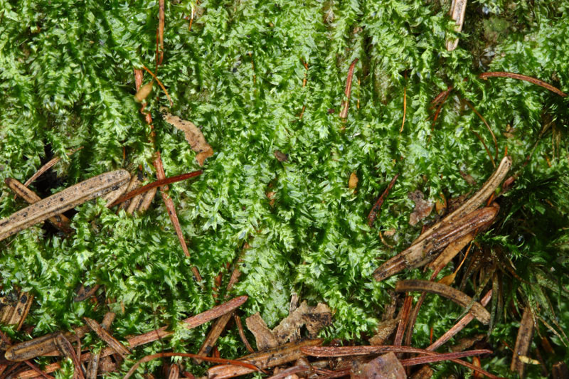 Plagiothecium laetum